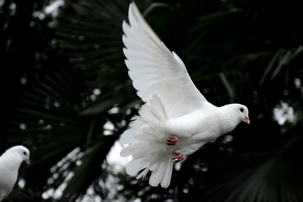 Image of a Dove, symbolizing the Holy Spirit who helps us to be born again