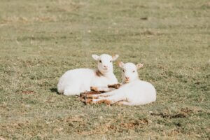 Image of two white lambs laying next to each other. Lambs are a metaphor for sacrifice in Christiantiy